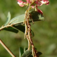 Indigofera spicata Forssk.